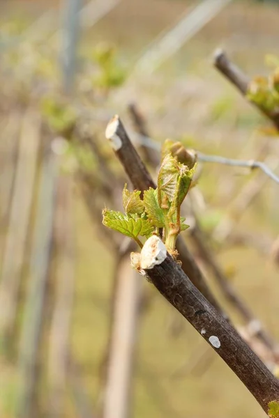 Leaves grapes in the vineyard with nature — Stock Photo, Image