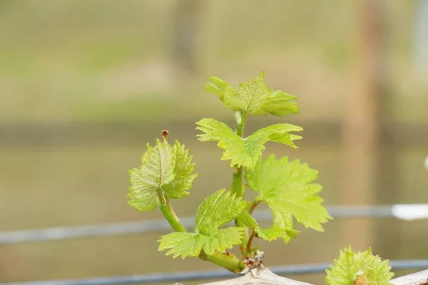 Laisse les raisins dans le vignoble avec la nature — Photo