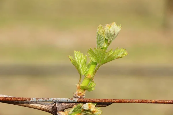 Leaves grapes in the vineyard with nature — Stock Photo, Image