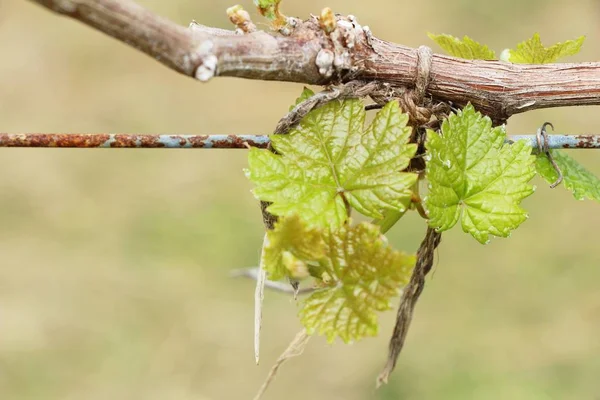 Leaves grapes in the vineyard with nature — Stock Photo, Image