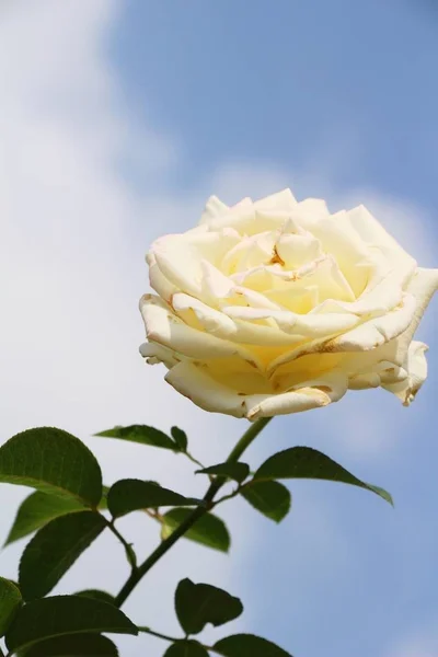 Krásné růže kvetoucí v zahradě — Stock fotografie