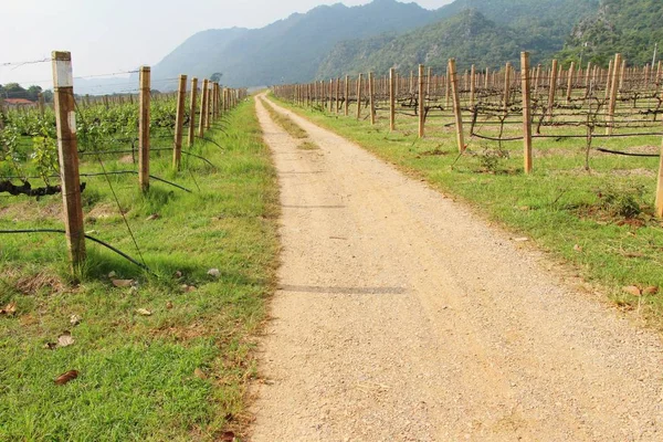 Giardino a piedi strada in vigna con la natura — Foto Stock