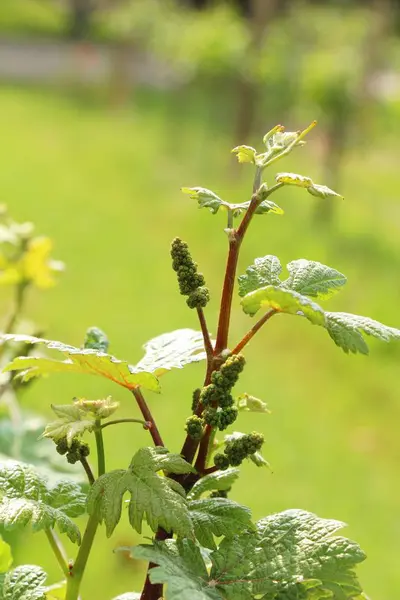 Leaves grapes in the vineyard with nature — Stock Photo, Image