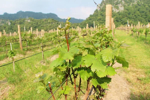 Lascia l'uva in vigna con la natura — Foto Stock