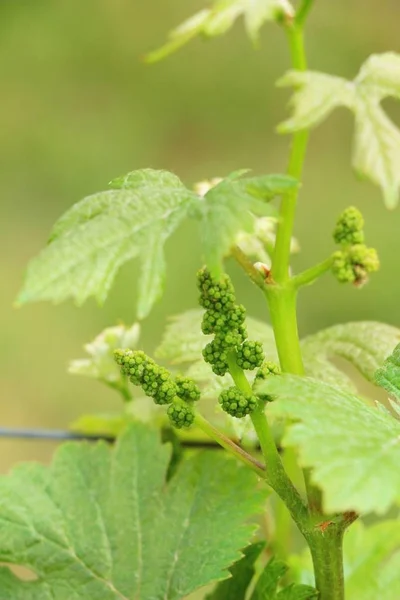Листя винограду в винограднику з природою — стокове фото