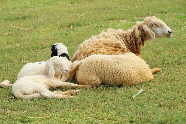 Koyun çiftliğinde doğa ile — Stok fotoğraf
