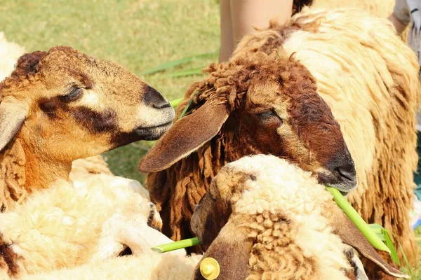 Овцы на ферме с природой — стоковое фото