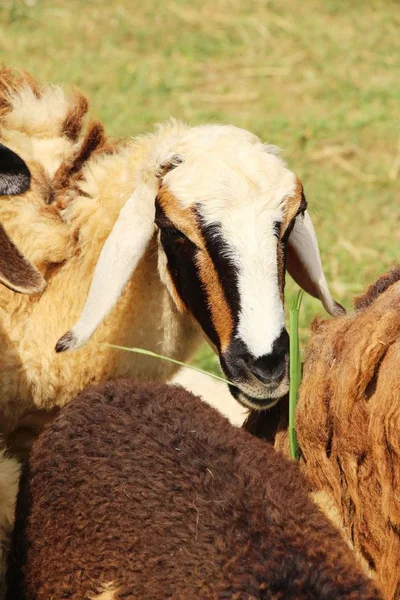 Πρόβατο σε αγρόκτημα με τη φύση — Φωτογραφία Αρχείου