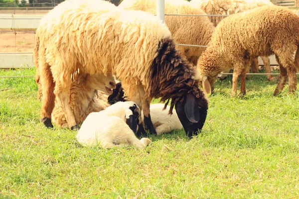 Ovelhas na fazenda com a natureza — Fotografia de Stock