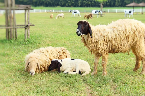 Sheep in the farm with the nature — Stock Photo, Image