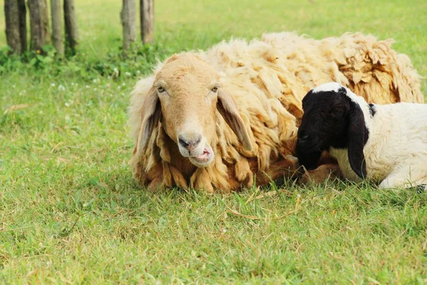 Ovelhas na fazenda com a natureza — Fotografia de Stock