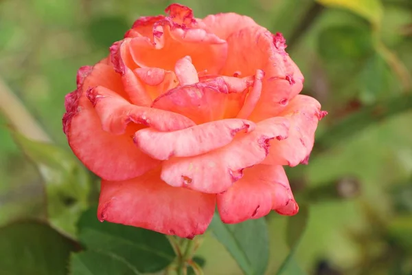 De belles roses fleurissent dans le jardin — Photo