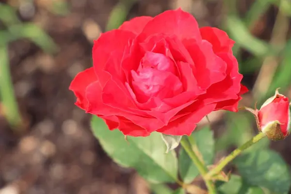 美丽的玫瑰绽放在花园里 — 图库照片