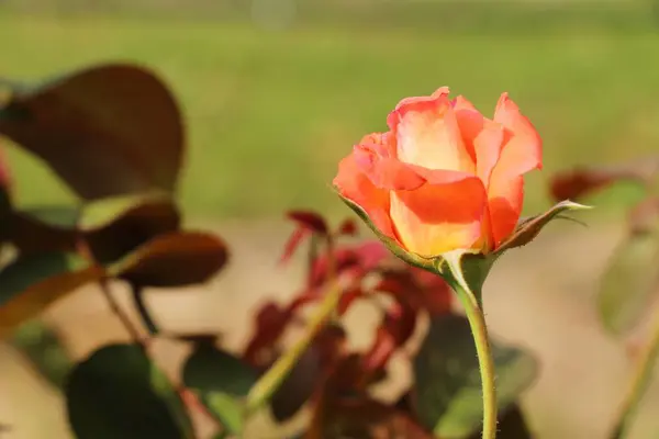 Güzel güller bahçede çiçek açan — Stok fotoğraf