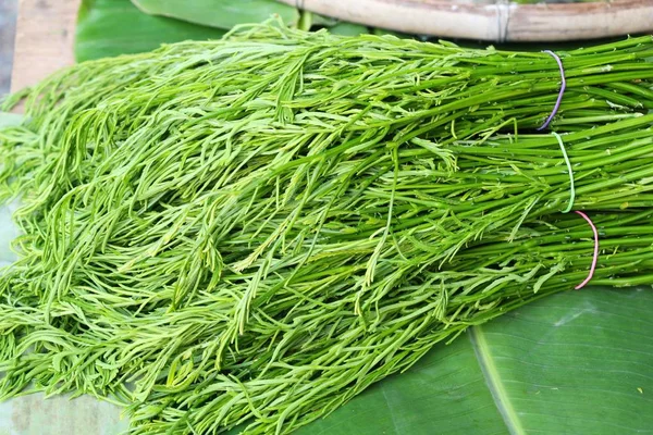 Acacia pennata voor het koken op de markt — Stockfoto