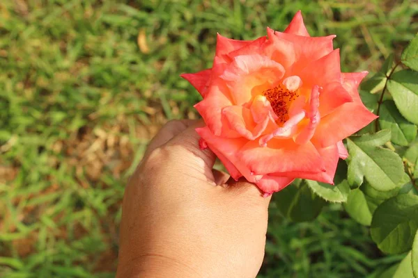 Lindas rosas estão florescendo no jardim — Fotografia de Stock