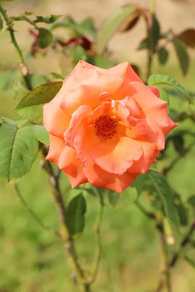 De belles roses fleurissent dans le jardin — Photo