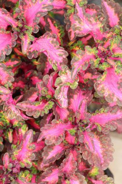 Bahçe doğa ile kırmızı yaprakları