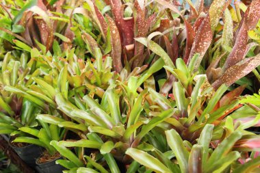 Bromeliad Çiçek bahçesinde bulunan doğa