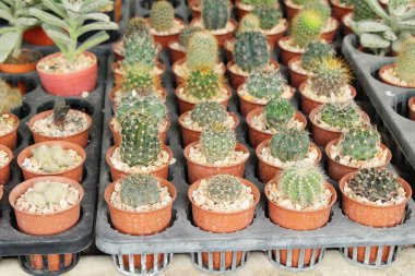 Güzel küçük tencerede kaktüs