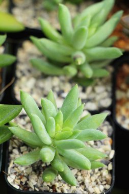 Doğa ile güzel taş gül çiçek