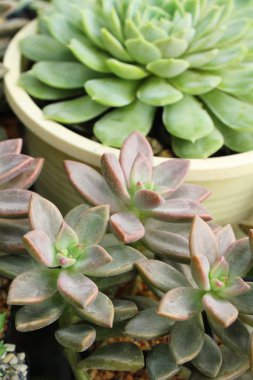 Doğa ile güzel taş gül çiçek