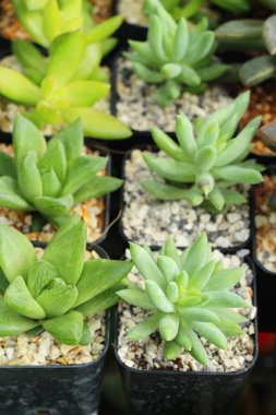 Doğa ile güzel taş gül çiçek