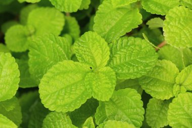 Biber nane yaprakları doğa ile bahçesinde