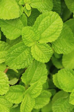 Biber nane yaprakları doğa ile bahçesinde