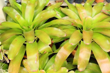 Bromeliad Çiçek bahçesinde bulunan doğa