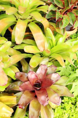 Bromeliad Çiçek bahçesinde bulunan doğa