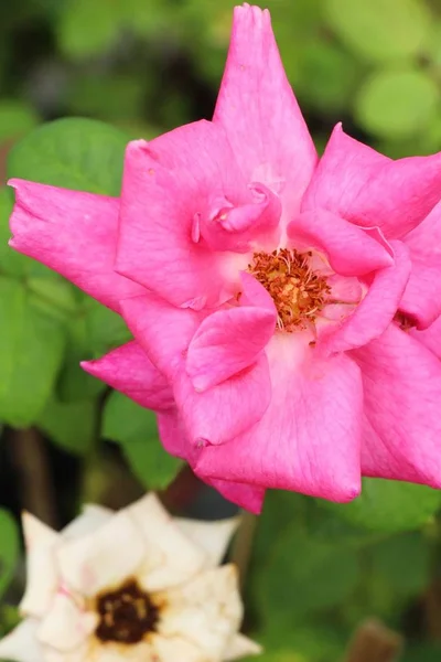В саду цветут красивые розы — стоковое фото