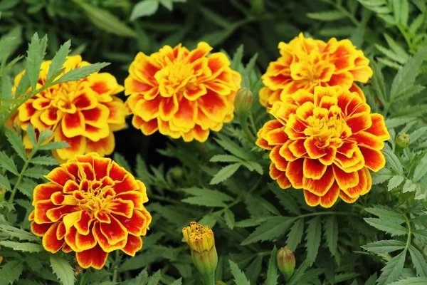 Bella fioritura fiori colorati in giardino — Foto Stock