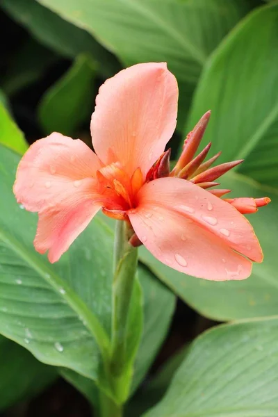 Pink ginger or zingiberaceae with the nature — Stock Photo, Image