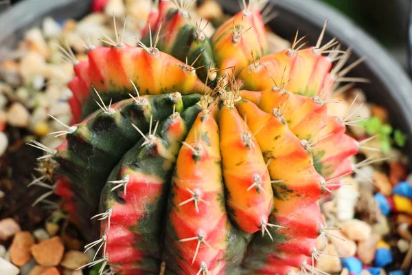 Belle petite le cactus dans le pot — Photo