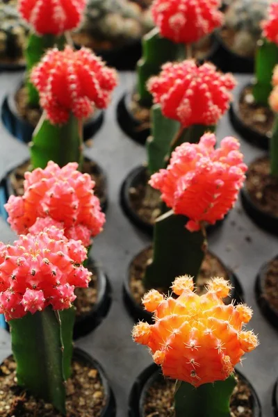 Beautiful small the cactus in the pot — Stock Photo, Image