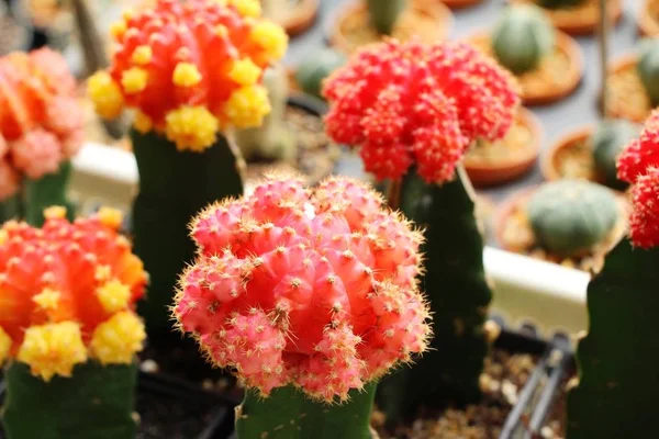 Beautiful small the cactus in the pot — Stock Photo, Image