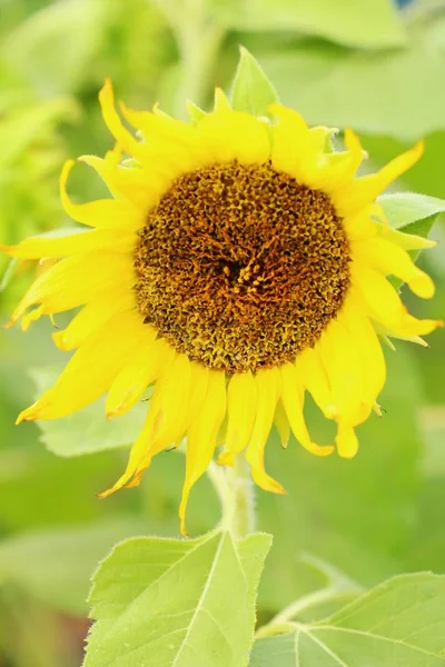 Sonnenblumenfeld schön im Garten — Stockfoto