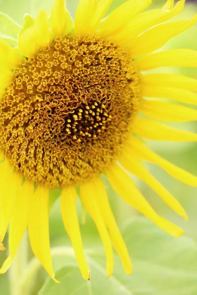 Sonnenblumenfeld schön im Garten — Stockfoto