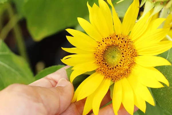 Sonnenblumenfeld schön im Garten — Stockfoto