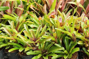 Bromeliad Çiçek bahçesinde bulunan doğa