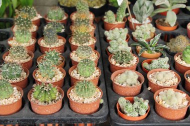 Güzel küçük tencerede kaktüs