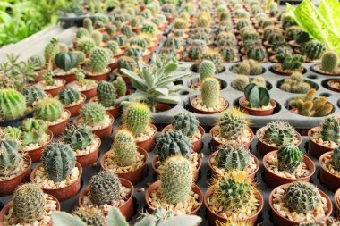 Güzel küçük tencerede kaktüs