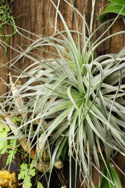 Yeşil yaprak doğa ile bahçesinde