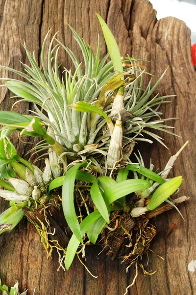 Yeşil yaprak doğa ile bahçesinde