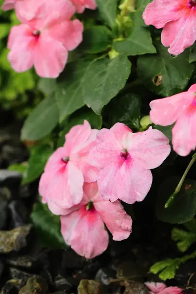 Vackra bloom färgglada blommor i trädgården — Stockfoto