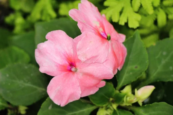 Hermosas flores de colores en el jardín — Foto de Stock