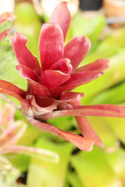 Bromeliad blomst i hagen med naturen – stockfoto