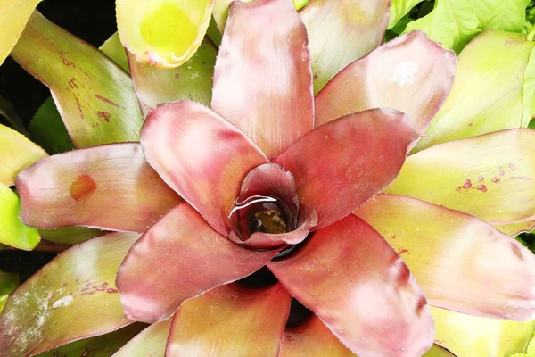Bromeliad flower in the garden with nature — Stock Photo, Image