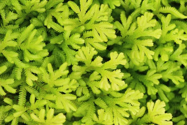 Зелений лист в саду з природою — стокове фото